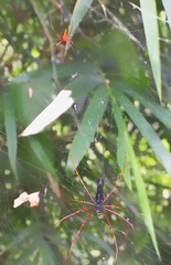 Nephila