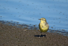 Motacilla citreola
