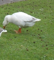 Anser anser domesticus