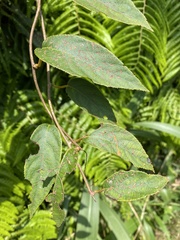 Actinidia rufa