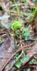 Pterostylis concinna