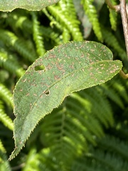 Actinidia rufa