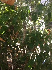 Cyrtophora citricola