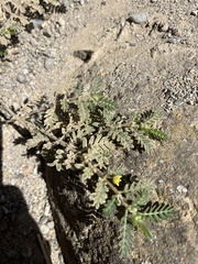 Tribulus terrestris