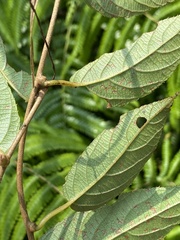 Actinidia rufa