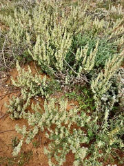 Maireana trichoptera