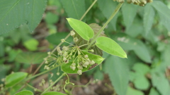 Vincetoxicum hirsutum