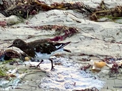 Arenaria melanocephala