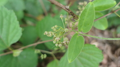 Vincetoxicum hirsutum