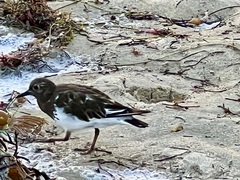 Arenaria melanocephala