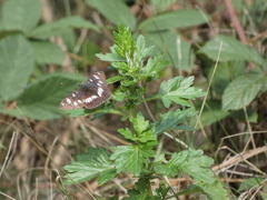 Limenitis reducta