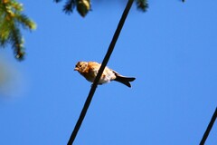 Fringilla montifringilla