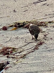 Arenaria melanocephala