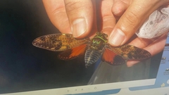 Graptopsaltria tienta