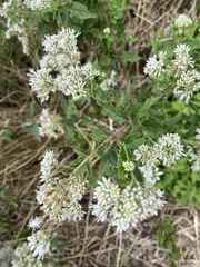 Eupatorium formosanum