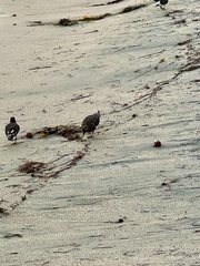 Arenaria melanocephala