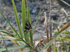 Euplagia quadripunctaria