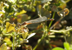 Xanthagrion erythroneurum