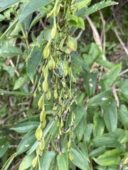 Dioscorea japonica