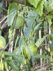Dioscorea japonica