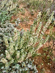 Maireana trichoptera