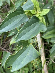 Dioscorea japonica