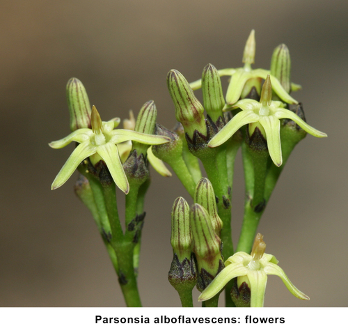 Parsonsia alboflavescens iNat (1)