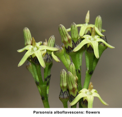 Parsonsia alboflavescens