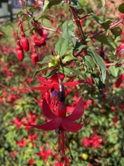 Fuchsia