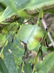 Dioscorea japonica