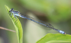 Pseudagrion kersteni