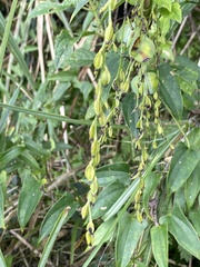 Dioscorea japonica