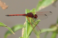 Trithemis arteriosa