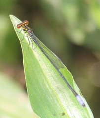Pseudagrion hageni