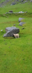 Ovis aries