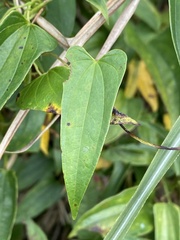 Dioscorea japonica