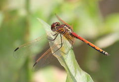 Trithemis arteriosa