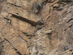 Ptyonoprogne rupestris