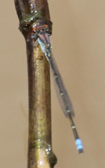 Pseudagrion sublacteum