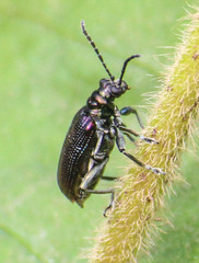 Lema chalcoptera