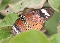 Acraea encedon