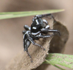 Hyllus argyrotoxus