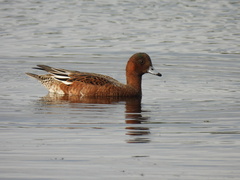Mareca penelope