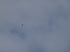 Ptyonoprogne rupestris