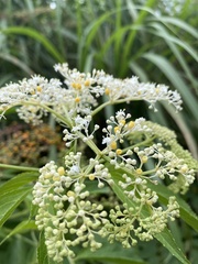 Sambucus javanica