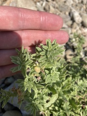 Tournefortia sibirica