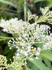Sambucus javanica