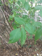 Sambucus nigra