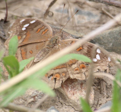 Junonia natalica