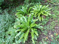 Asplenium scolopendrium